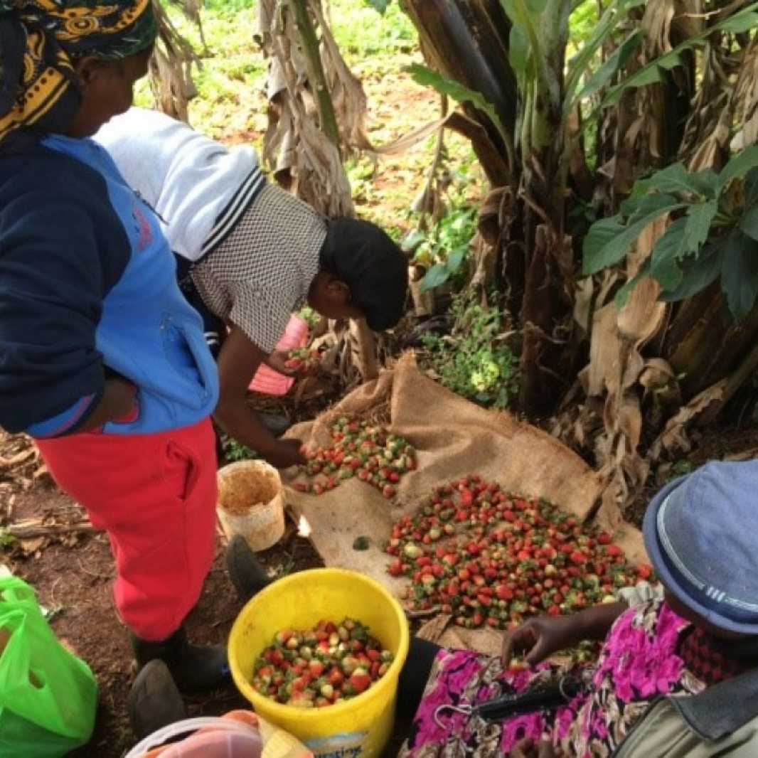 Strawberries paid for school for her children