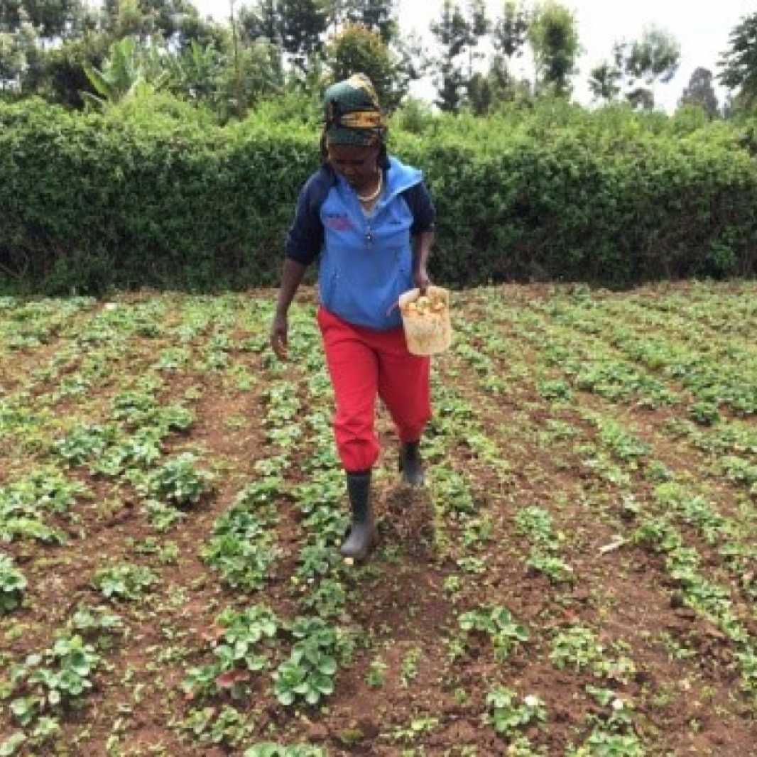 Jane Wangechi works her strawberry plot