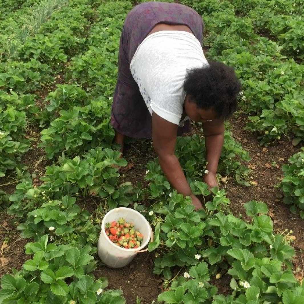 More farmers are growing the fruit